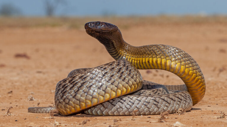 Australian,Highly,Venomous,Inland,Taipan
